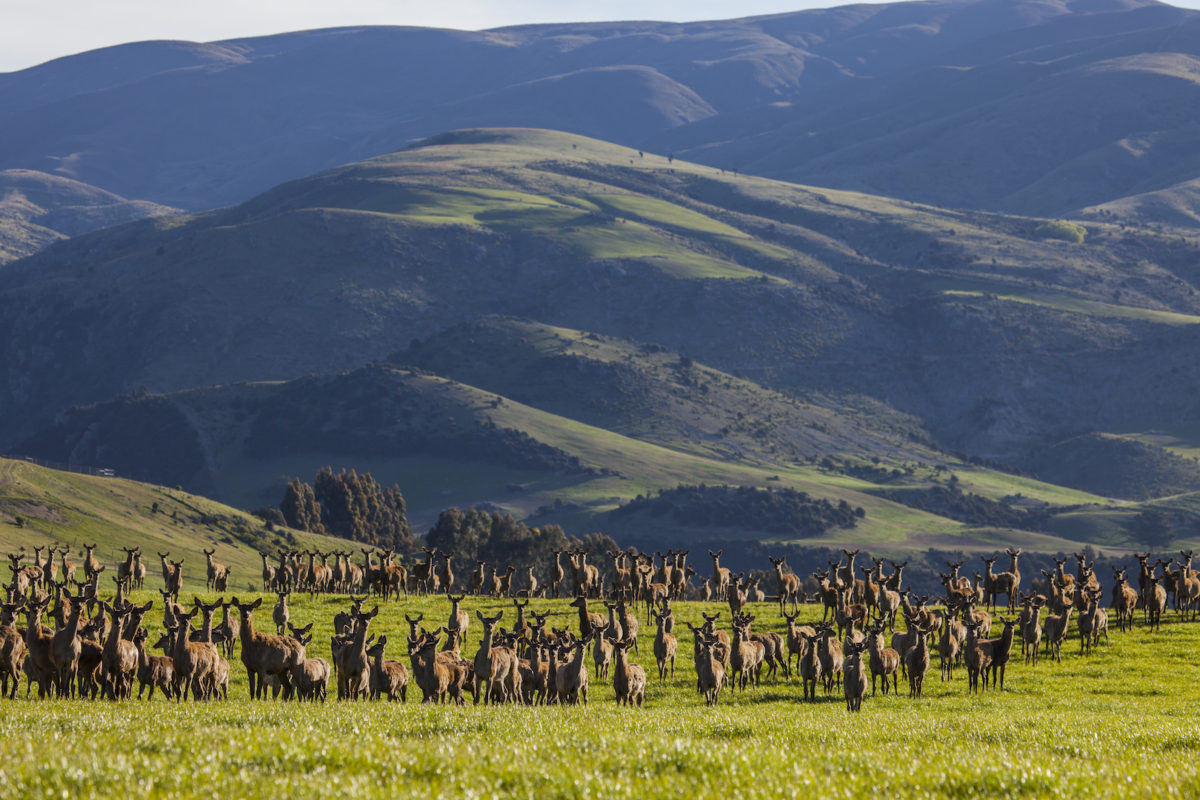 Deer farming Criffel Station NZ